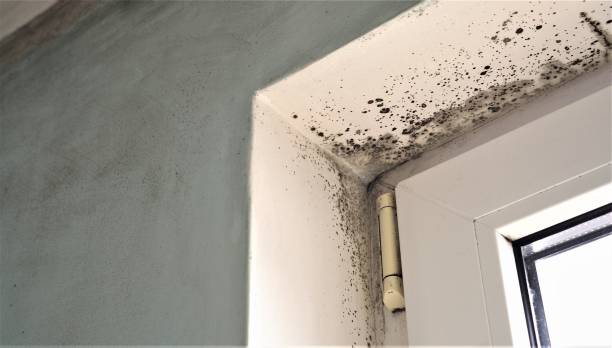 Best Dehumidification Services  in Kualapuu, HI