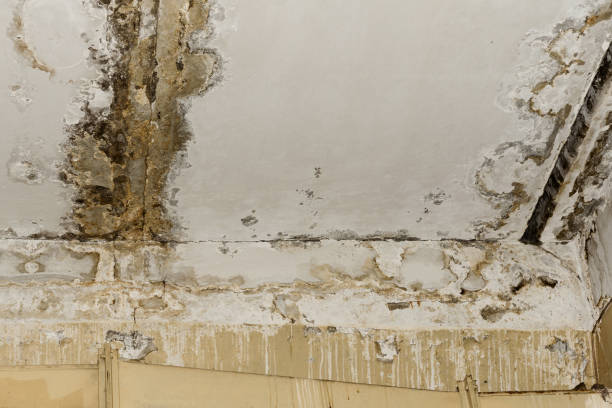 Mold Remediation for Vacation Homes in Kualapuu, HI