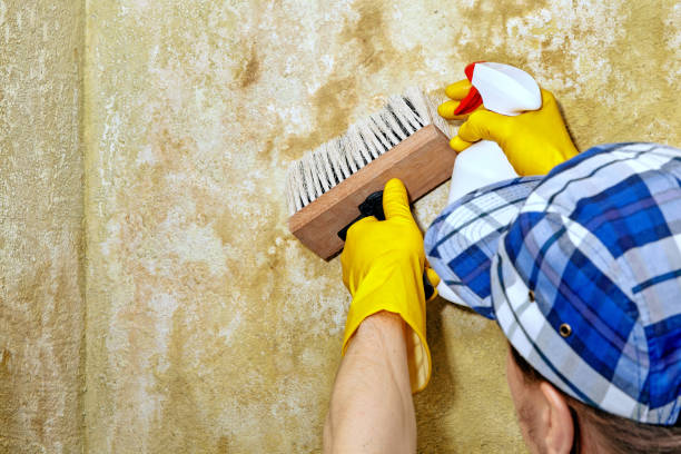 Best Biohazard Mold Removal  in Kualapuu, HI