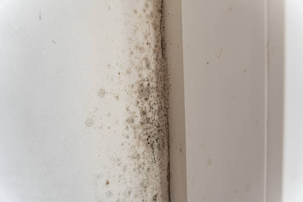 Best Water Damage & Mold Remediation  in Kualapuu, HI